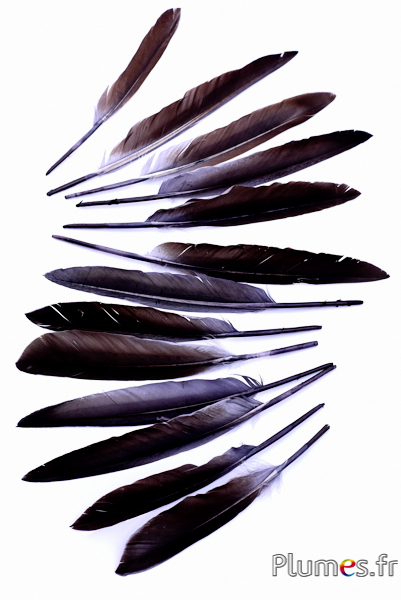Oie Lame - 12-18 cm - anthracite-café